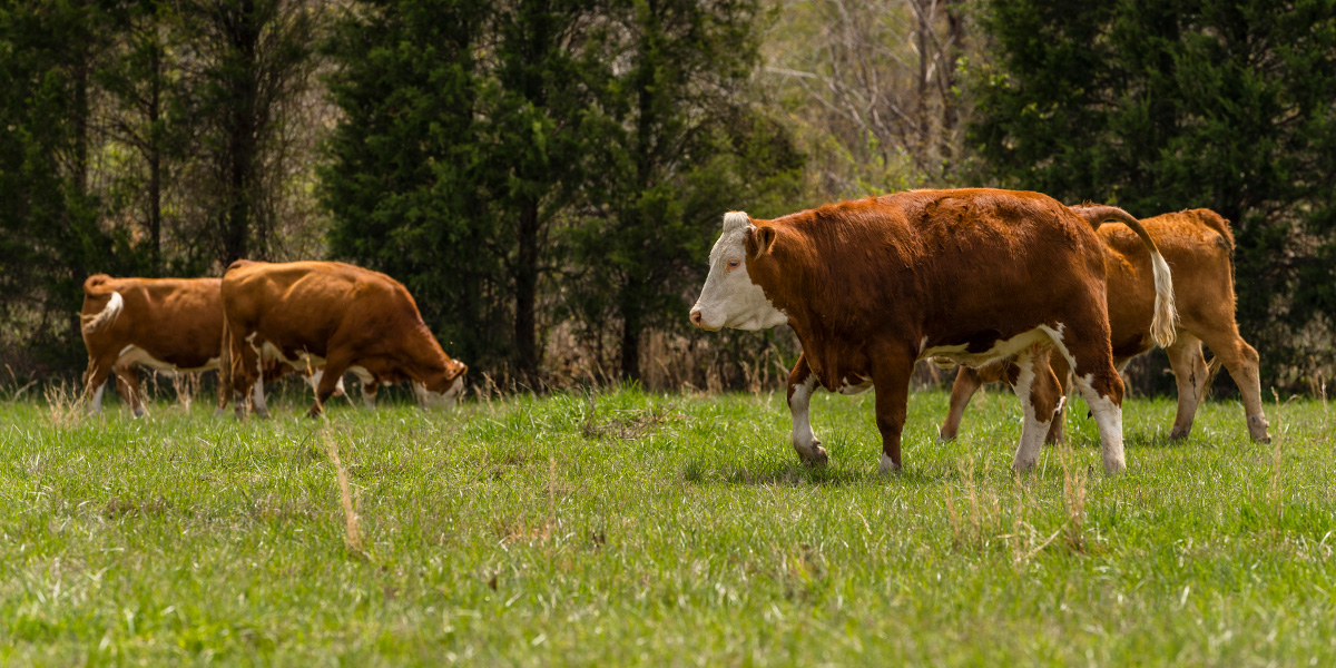 Fleckvieh Simmental cattle grazing in open pasture at Log Land Farms
