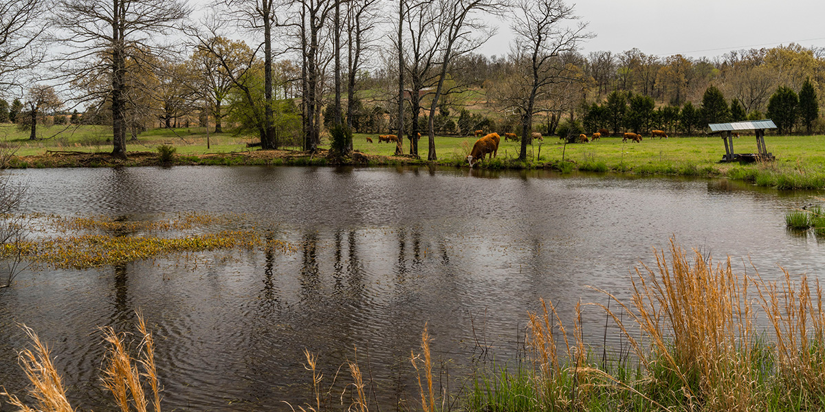 Fleckvieh Simmental cattle grazing beside the pond at Log Land Farms