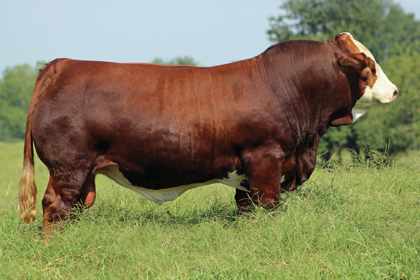Double Dare — registered Fullblood Fleckvieh Simmental herd sire at Log Land Farms