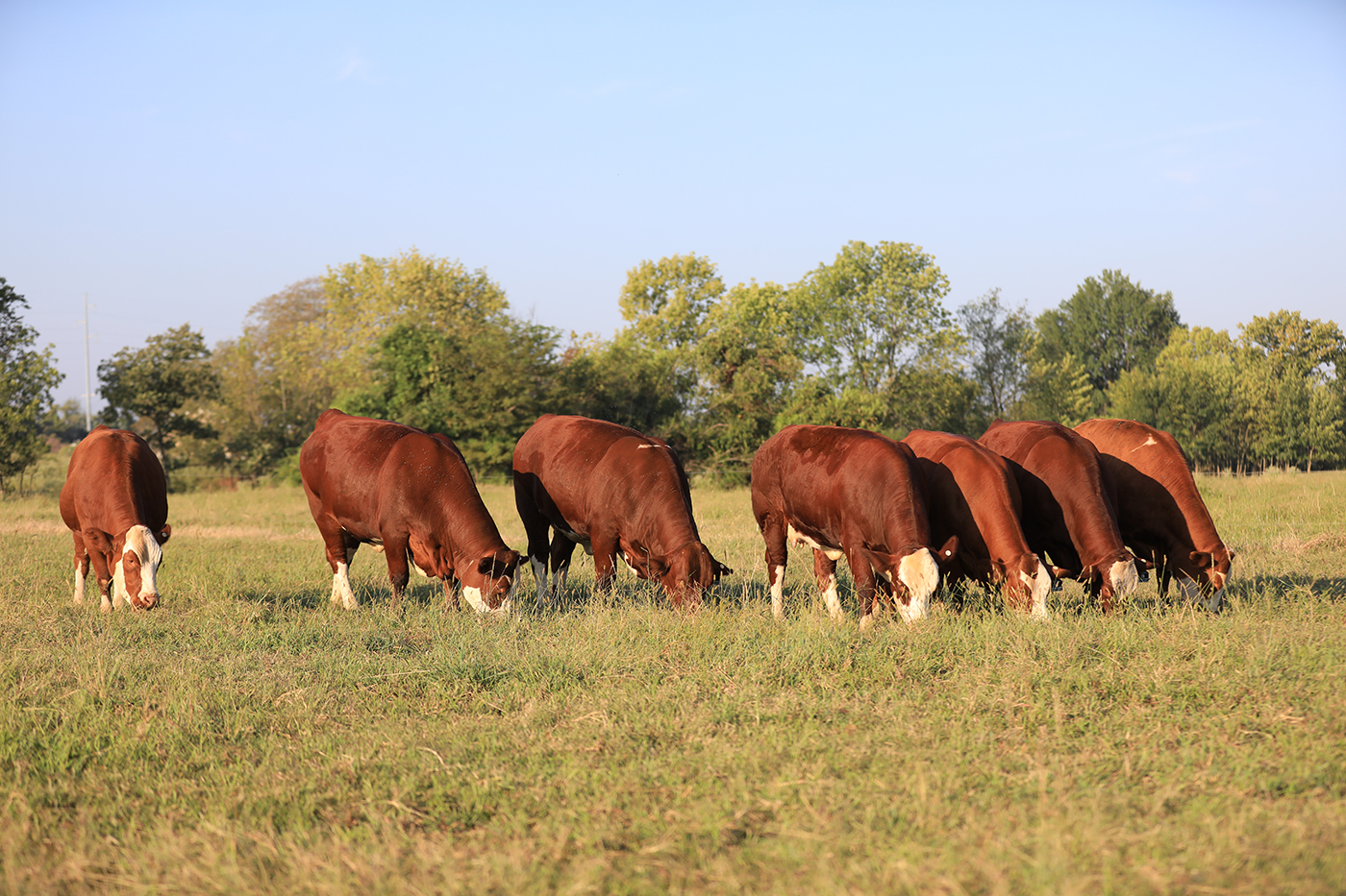 Fleckvieh Simmental cattle grazing on pasture at Log Land Farms
