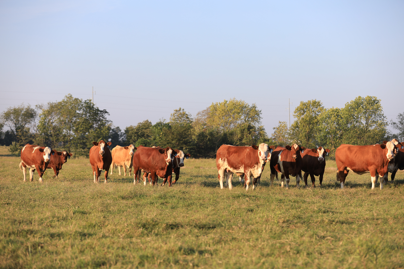 Fleckvieh Simmental cattle standing together in an Oklahoma field