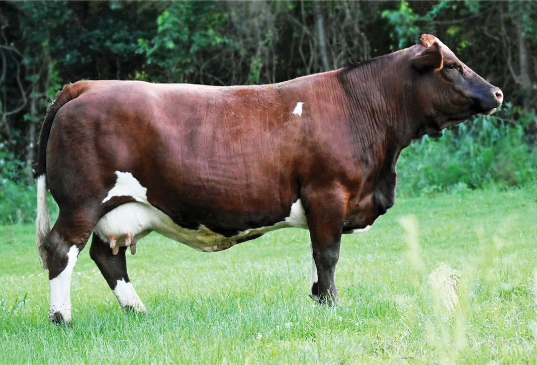 Icicle — registered Fleckvieh Simmental cow at Log Land Farms